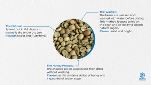 Coffee Processing Methods: Natural, Washed, Honey | Berto Roaster