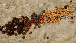 Coffee Beans from Green to Dark Roast