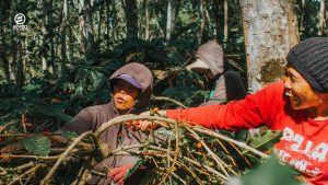 Indonesian coffee beans known for their full-bodied texture and rich, syrupy sweetness