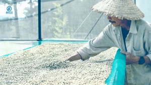 Worker turning coffee beans on raised beds during drying using the natural process method.