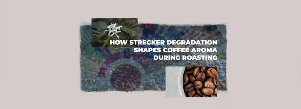 Coffee aroma wheel, roasted beans, and coffee flower illustrating Strecker degradation and aroma formation during coffee roasting.