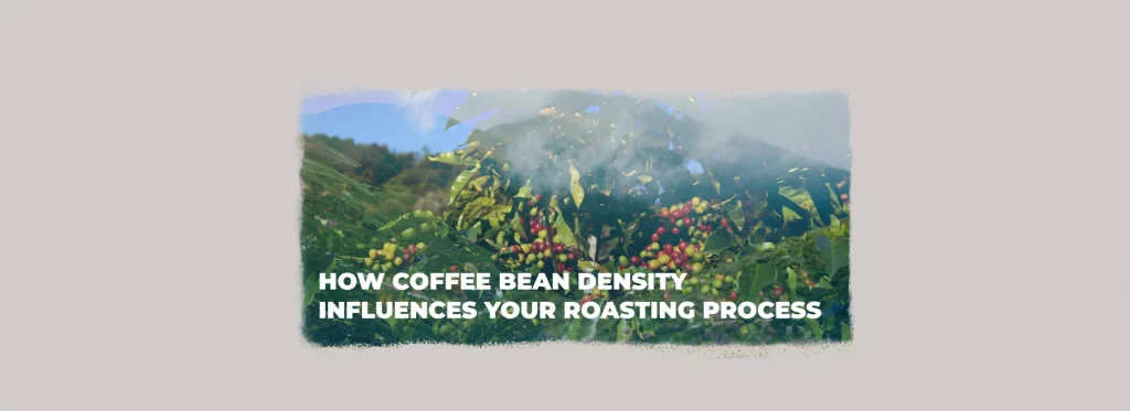 Coffee cherries growing on a tree at high altitude, illustrating conditions that contribute to higher coffee bean density.