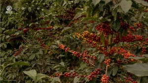 Coffee plants grow at high elevation, where beans often develop higher density.