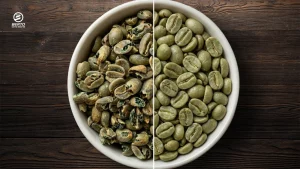 Side-by-side comparison of healthy and defective green coffee beans.