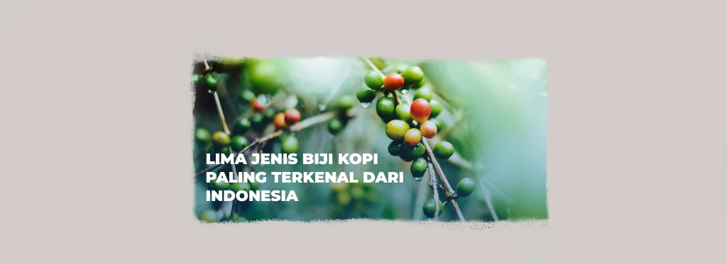 Biji kopi hijau di pohon yang menggambarkan keberagaman kopi Indonesia dan asal biji kopi Nusantara.